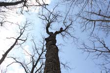 P1010091_IMG_2569 (1)