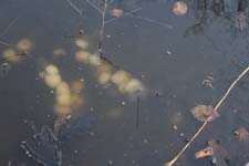 P1010114_IMG_2619a (6)