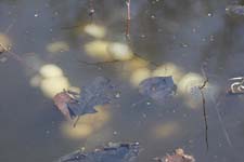 P1010114_IMG_2619a (7)