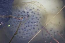 P1010114_IMG_2619a (8)