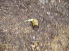 Camp Rodney 2011 (3)