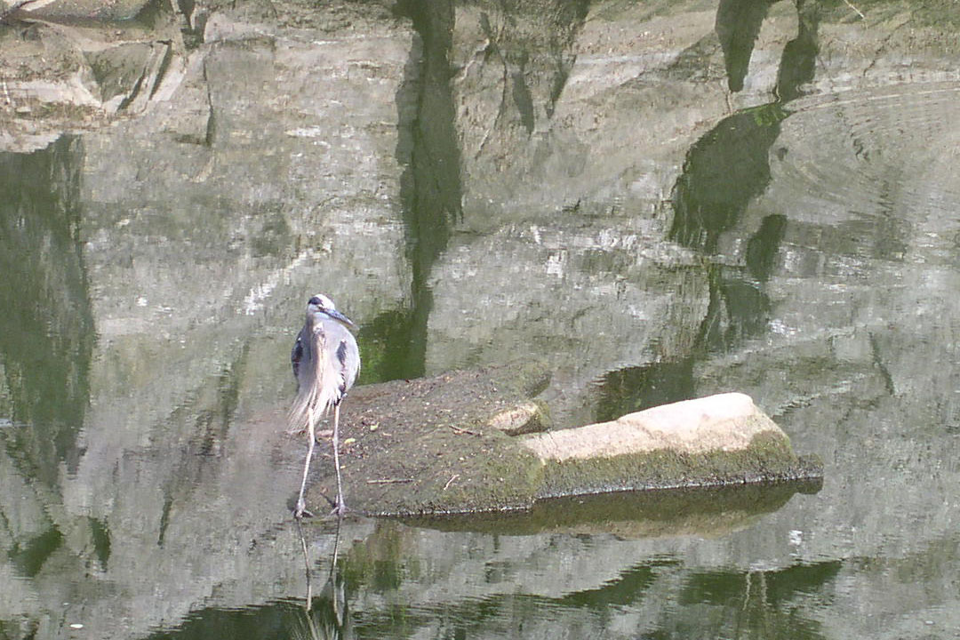 P1010146ca